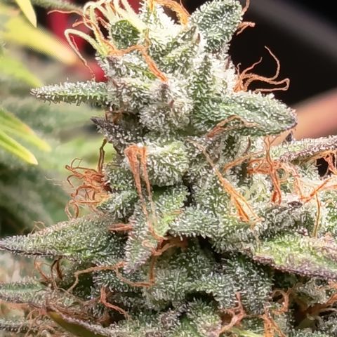 Fat Gorilla  growlog timeline photo