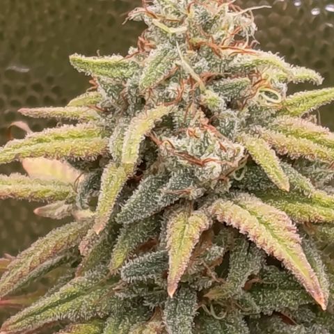 Pink Runtz  growlog timeline photo