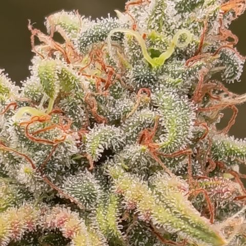 Pink Runtz  growlog timeline photo