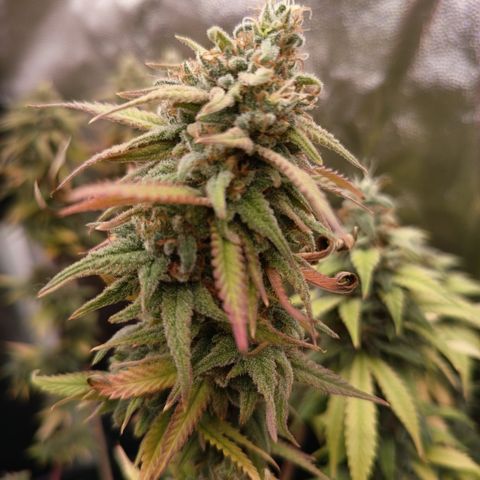 Pink Runtz  growlog timeline photo