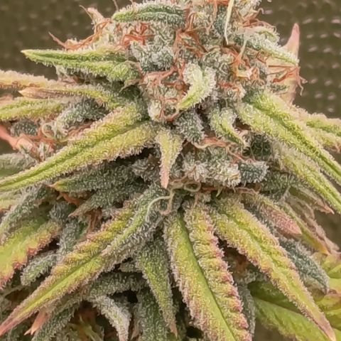 Pink Runtz  growlog timeline photo
