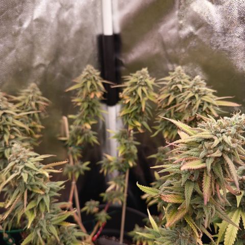 Pink Runtz  growlog timeline photo