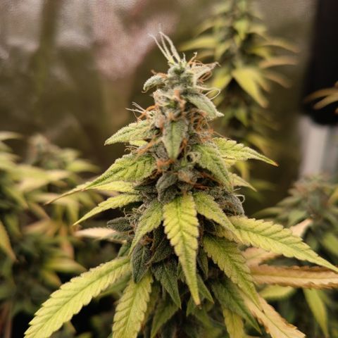 Sherbet Queen  growlog timeline photo