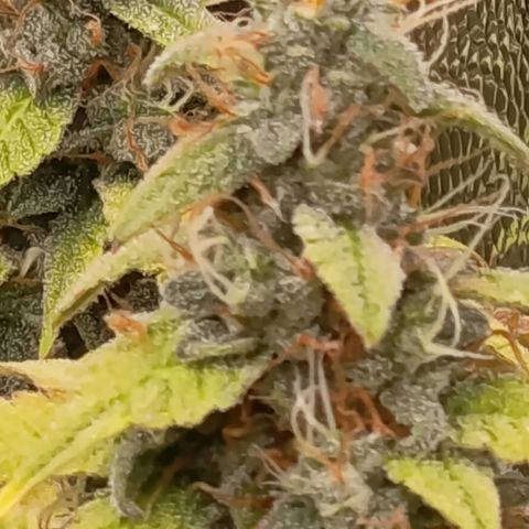 Sherbet Queen  growlog timeline photo
