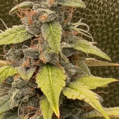 Sherbet Queen  growlog timeline photo