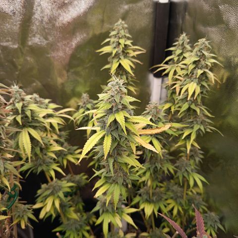 Sherbet Queen  growlog timeline photo