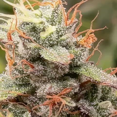 Green Gelato  growlog timeline photo