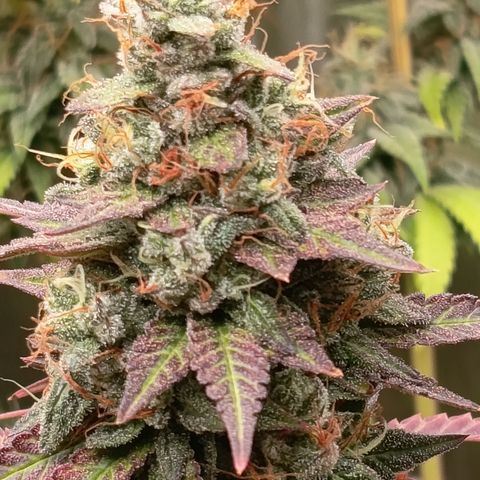 Green Gelato  growlog timeline photo