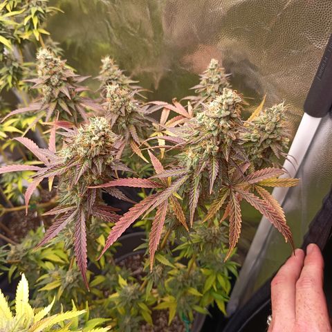 Green Gelato  growlog timeline photo