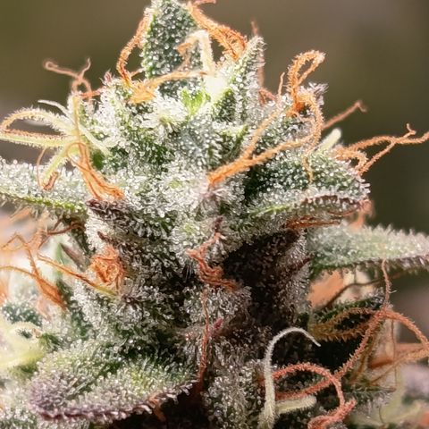 Green Gelato  growlog timeline photo