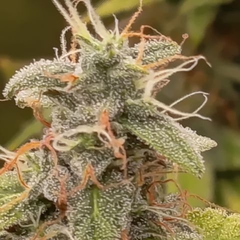 Sherbet Queen  growlog timeline photo