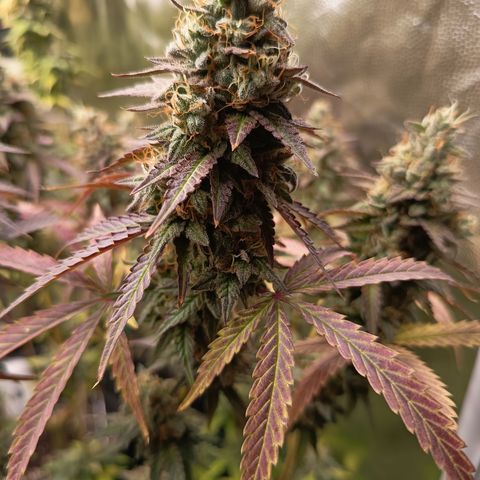 Green Gelato  growlog timeline photo