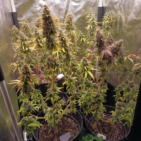 Fat Gorilla  growlog timeline photo