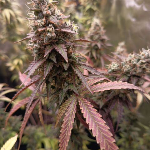 Green Gelato  growlog timeline photo