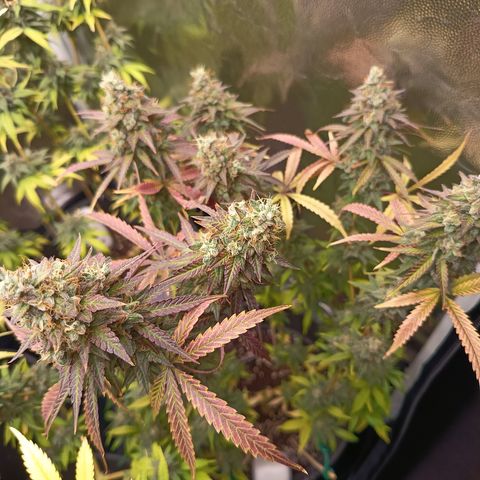 Green Gelato  growlog timeline photo