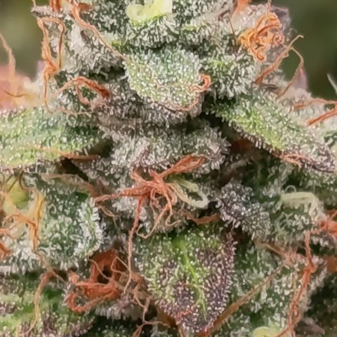 Green Gelato  growlog timeline photo