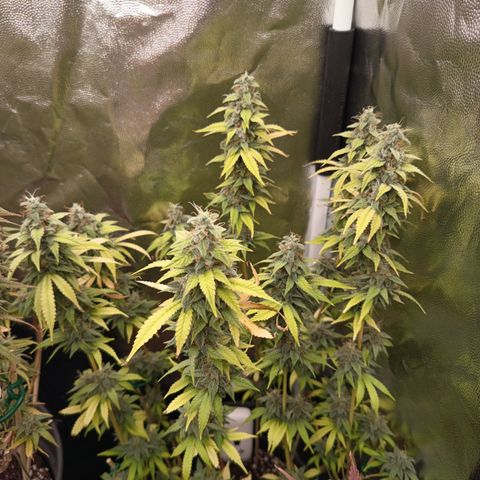 Sherbet Queen  growlog timeline photo