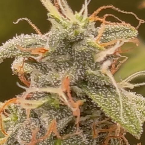 Sherbet Queen  growlog timeline photo