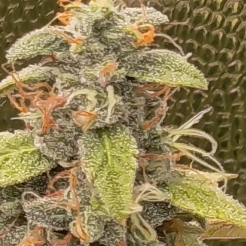 Sherbet Queen  growlog timeline photo