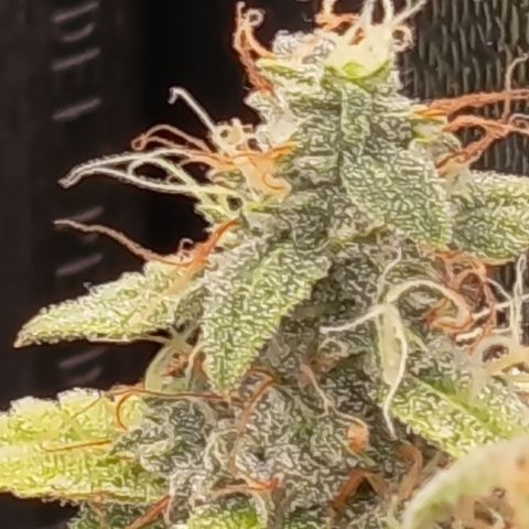 Sherbet Queen  growlog timeline photo