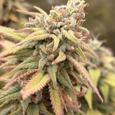 Pink Runtz  growlog timeline photo