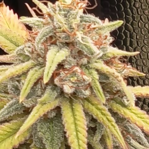 Pink Runtz  growlog timeline photo