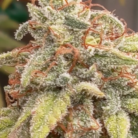 Pink Runtz  growlog timeline photo