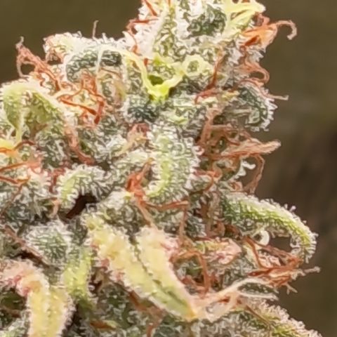 Pink Runtz  growlog timeline photo