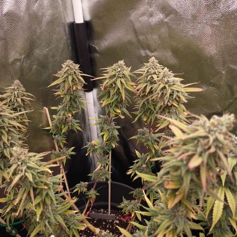 Pink Runtz  growlog timeline photo