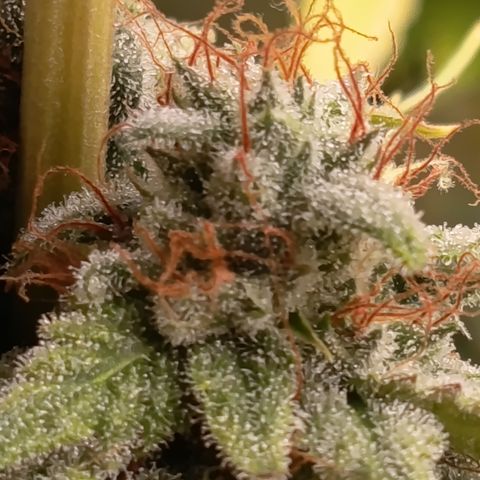 Fat Gorilla  growlog timeline photo
