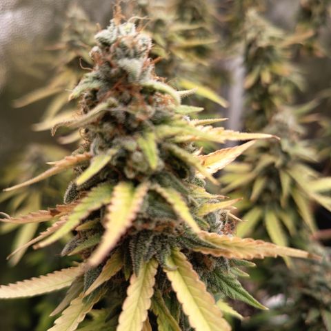 Fat Gorilla  growlog timeline photo