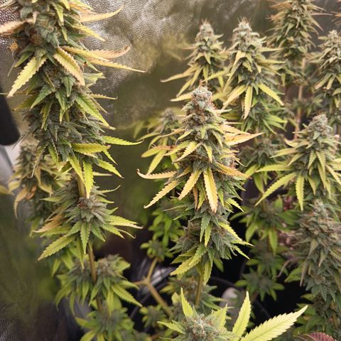 Fat Gorilla  growlog timeline photo