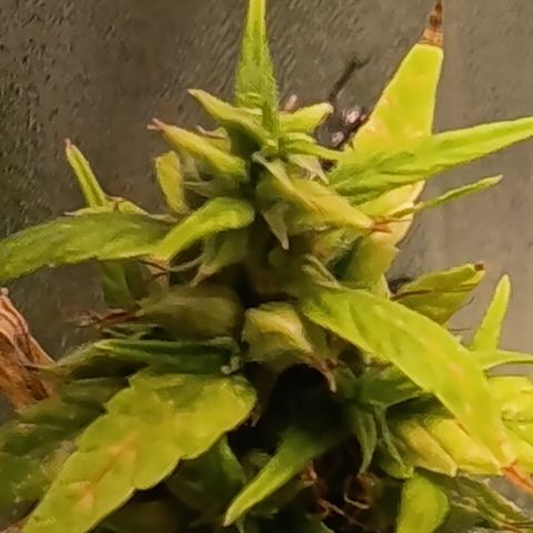 Royal Runtz  growlog timeline photo