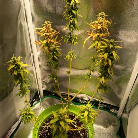 Royal Runtz  growlog timeline photo