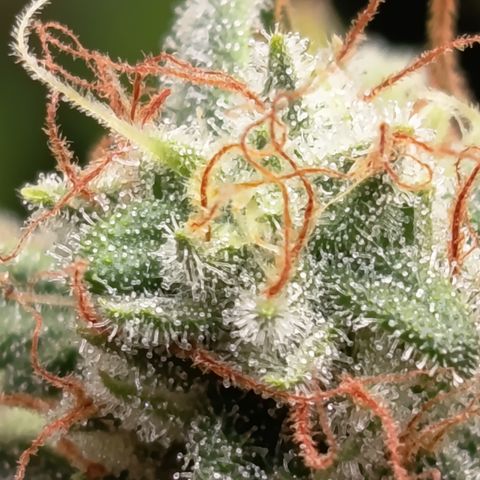 Fat Gorilla  growlog timeline photo