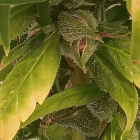 Royal Runtz  growlog timeline photo