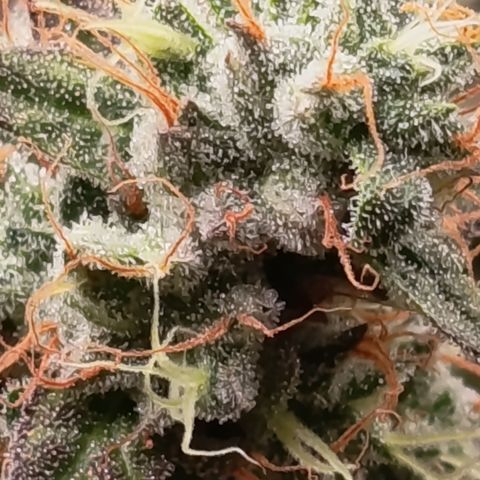 Green Gelato  growlog timeline photo