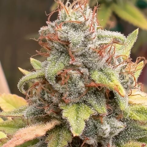 Fat Gorilla  growlog timeline photo