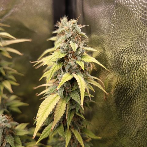 Sherbet Queen  growlog timeline photo