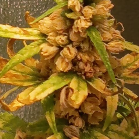 Royal Runtz  growlog timeline photo