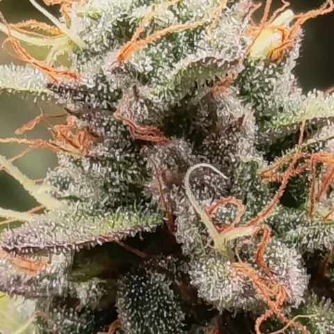 Green Gelato  growlog timeline photo