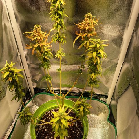Royal Runtz  growlog timeline photo