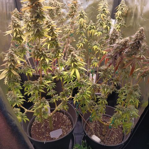 Fat Gorilla  growlog timeline photo