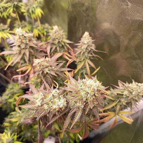 Green Gelato  growlog timeline photo