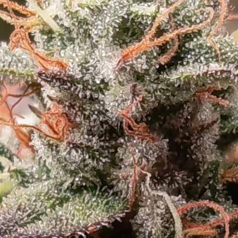 Green Gelato  growlog timeline photo