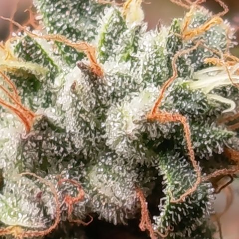 Green Gelato  growlog timeline photo
