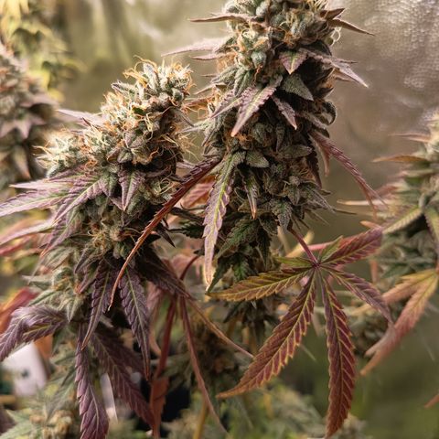 Green Gelato  growlog timeline photo