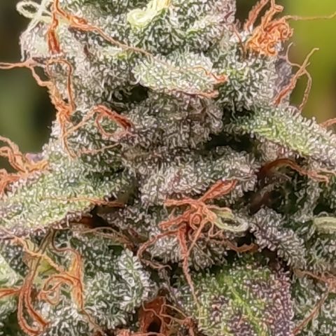 Green Gelato  growlog timeline photo
