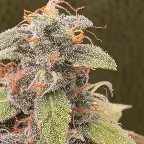 Sherbet Queen  growlog timeline photo