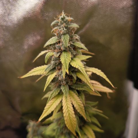 Sherbet Queen  growlog timeline photo